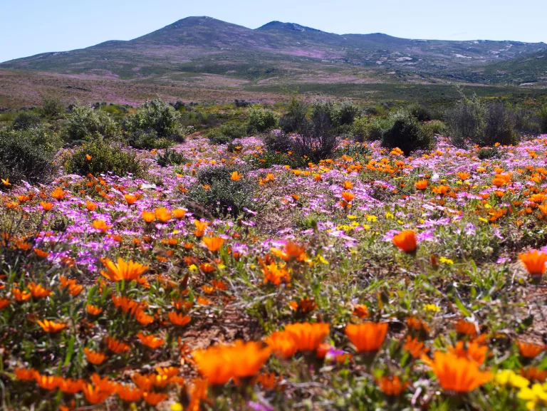 wildflower season