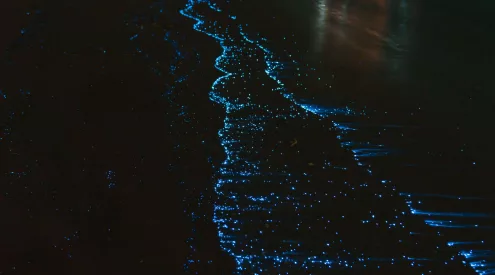 Lights in the dark: where to witness bioluminescence
