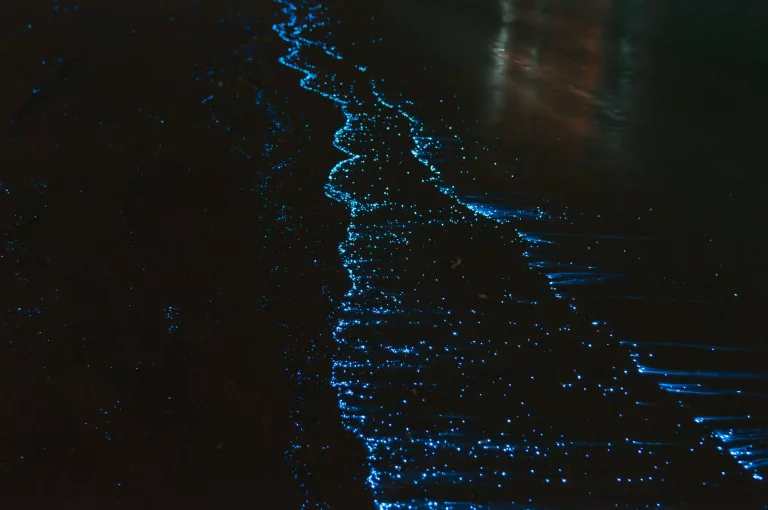 bioluminescence