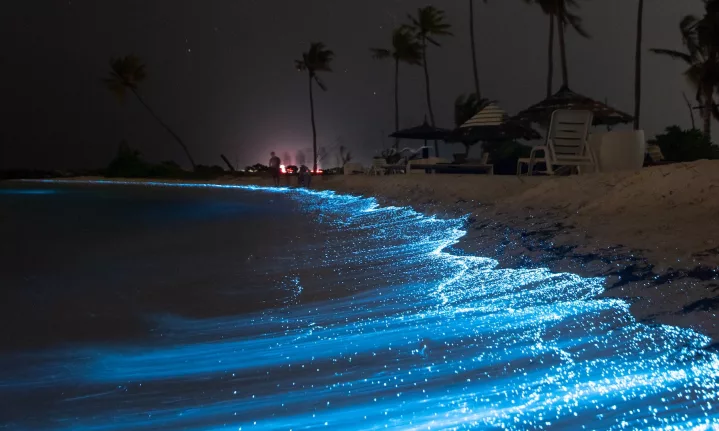 Lights in the dark: where to witness bioluminescence