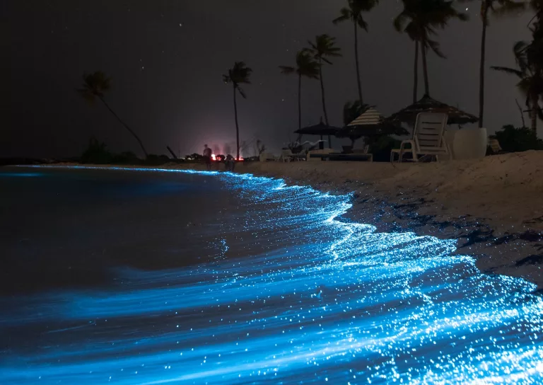 The Sea of Stars in the Maldives