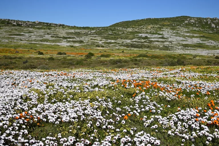 flower season