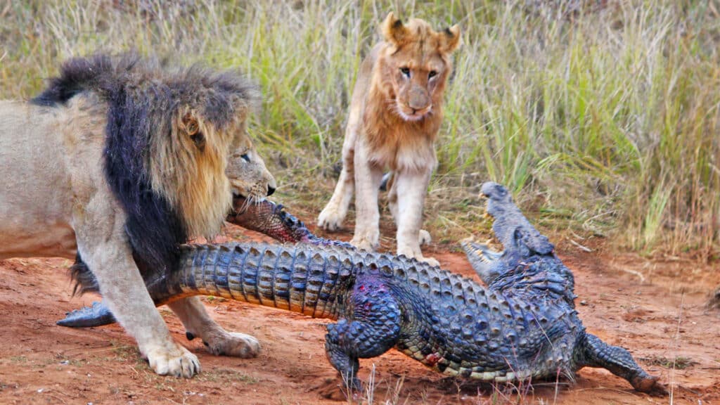 Fearless lions take on massive crocodile