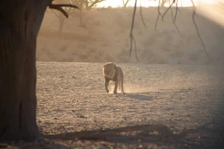 Kgalagadi transfrontier park