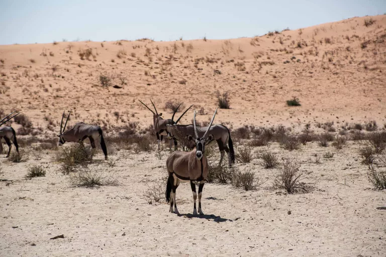 Kgalagadi transfrontier park