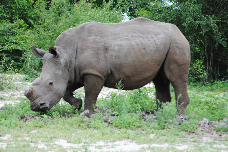 Hoedspruit Endangered Species Centre