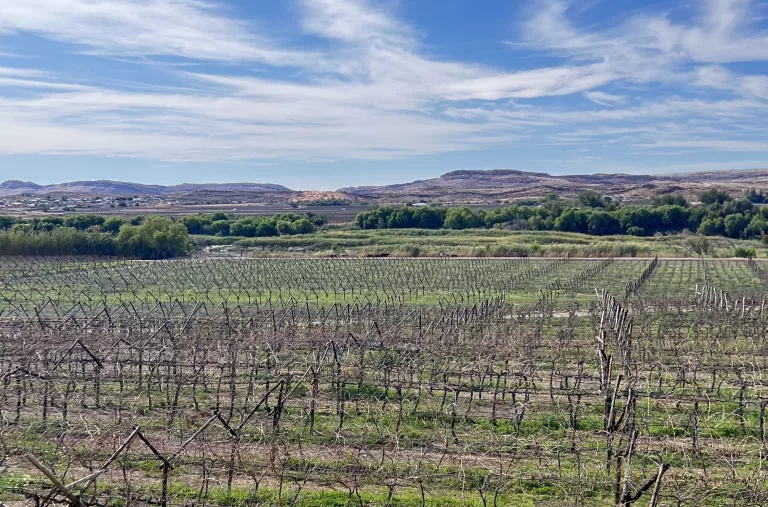 wine cellars northern cape