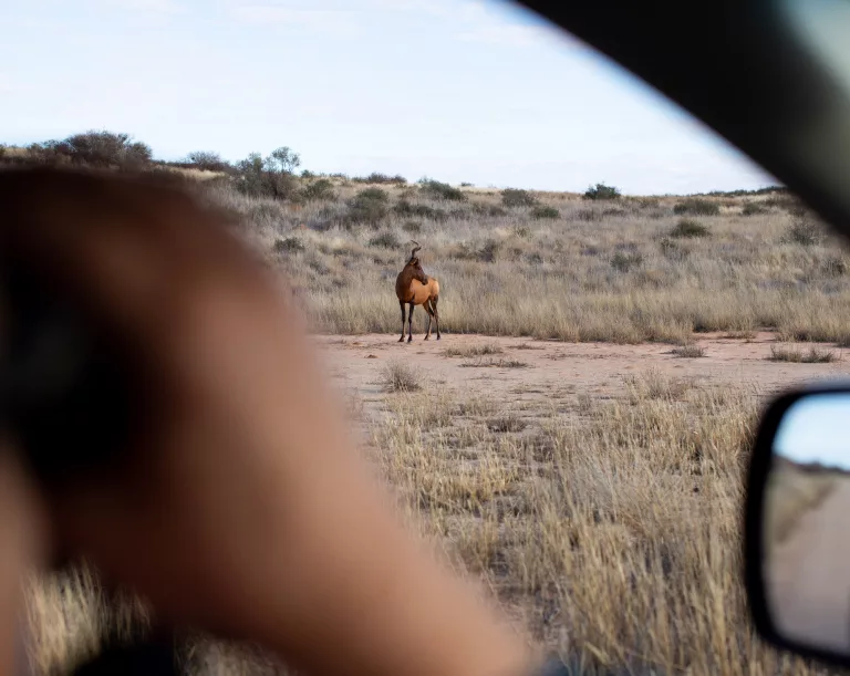 Kgalagadi transfrontier park