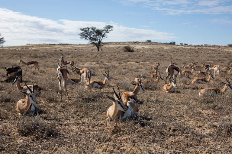 Kgalagadi transfrontier park