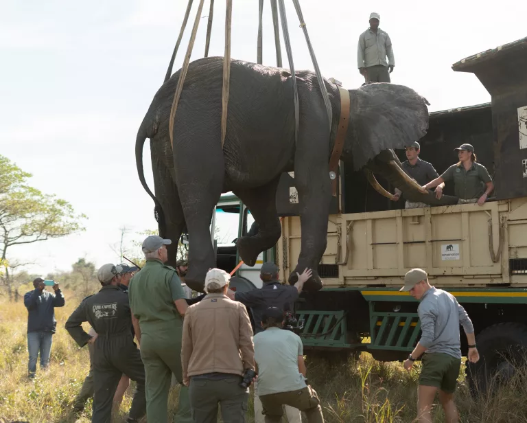 elephants Babanango