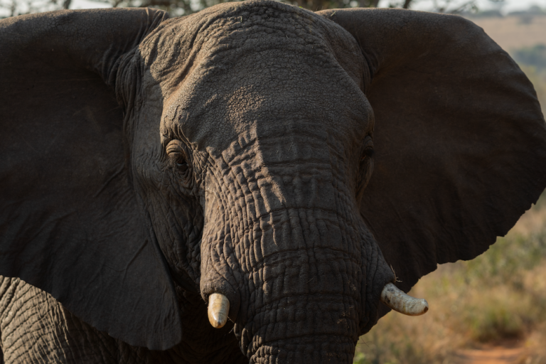 elephants Babanango