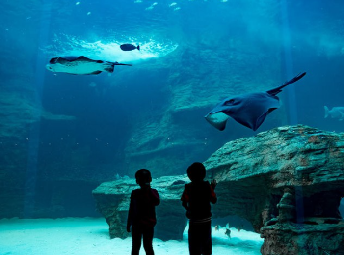 Two Oceans Aquarium - kids things to do school holidays cape town