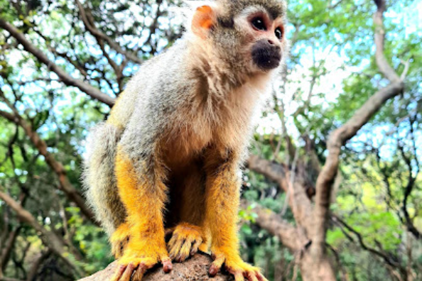 Bush Babies Monkey Sanctuary - places to visit in hartbeespoort