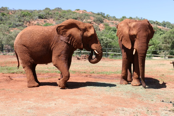 Elephant Sanctuary Hartbeespoort - places to visit in hartbeespoort