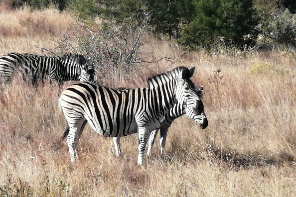 Groenkloof Nature Reserve - Places to Visit in Pretoria