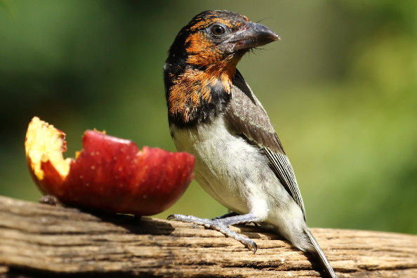 OPM Prozesky Bird Sanctuary