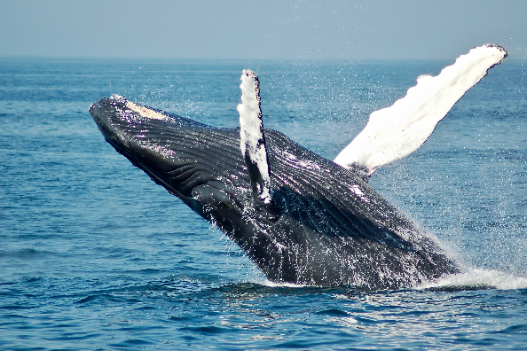 Optimal Time for Whale-Watching: September and October - The Best Times to Visit South Africa