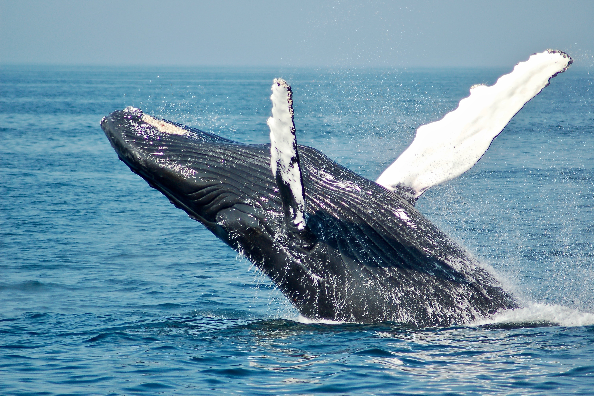 Optimal Time for Whale-Watching: September and October