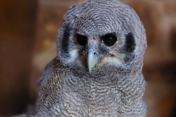Owl Rescue Centre - places to visit in hartbeespoort