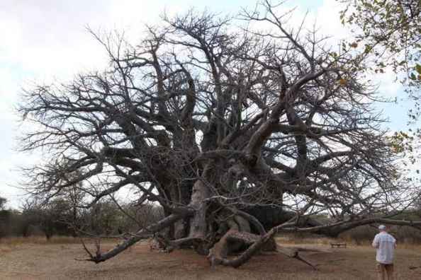 The Big Baobab, Limpopo