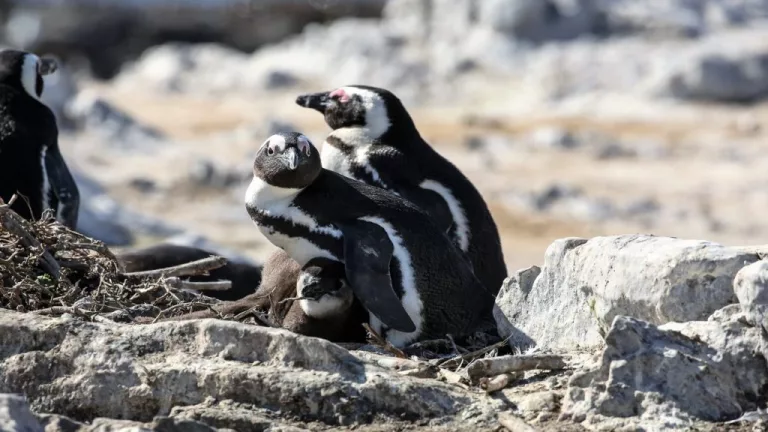 African Penguin and Seabird Sanctuary