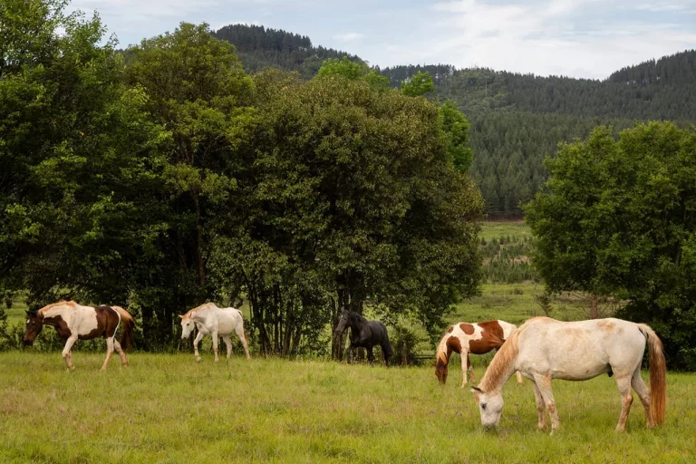 Coopers Creek Horse Riding