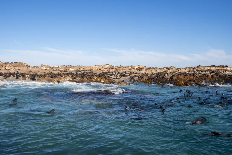 Dyer Island Cruises - Places to Visit in Gansbaai