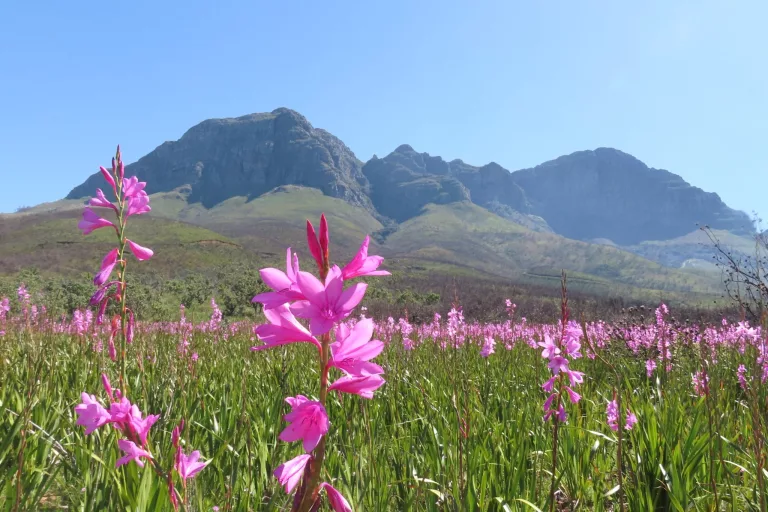 Helderberg Nature Reserve