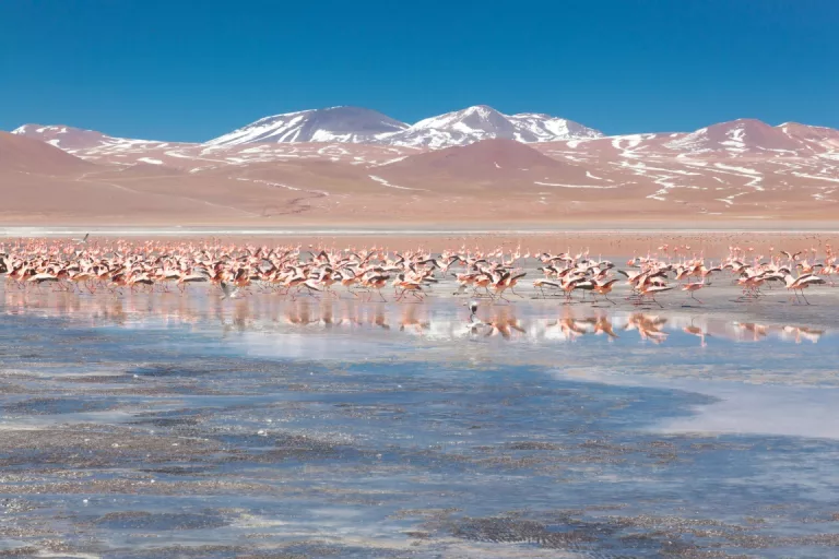 Laguna Colorada, Bolivia