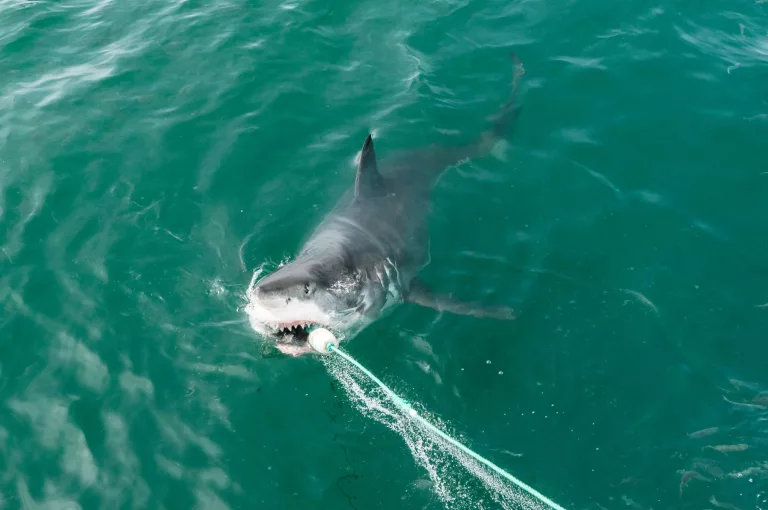 Places to Visit in Gansbaai - Shark Cage Diving