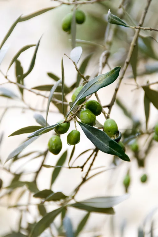 Places to visit in Tulbagh - Oakhurst Olives