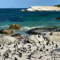 6 Places to Visit in Simon’s Town