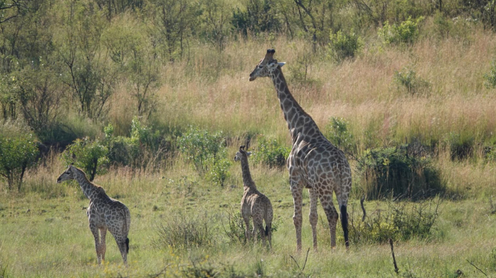 sun city tourist attractions in south africa