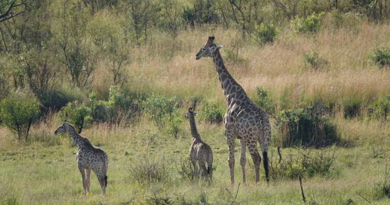 Places to Visit in Sun City - Pilanesberg National Park