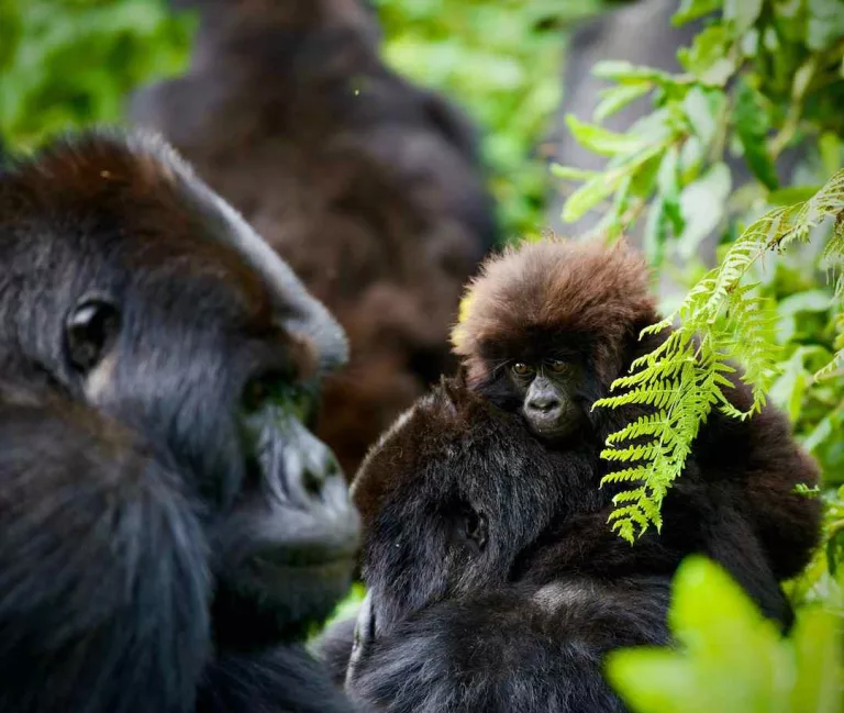 Gorilla Trekking