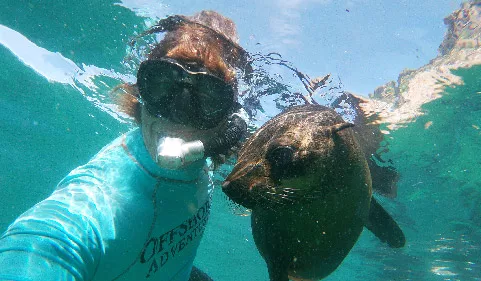 Swimming with seals