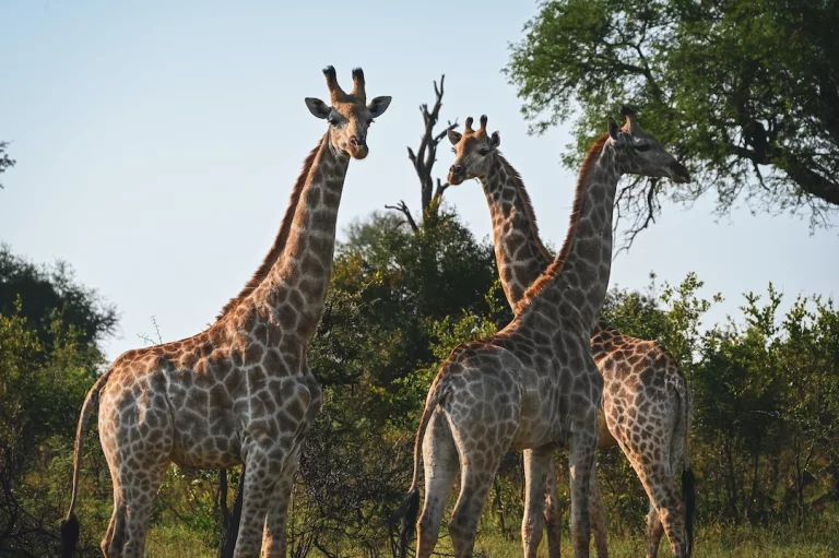 Kruger National park