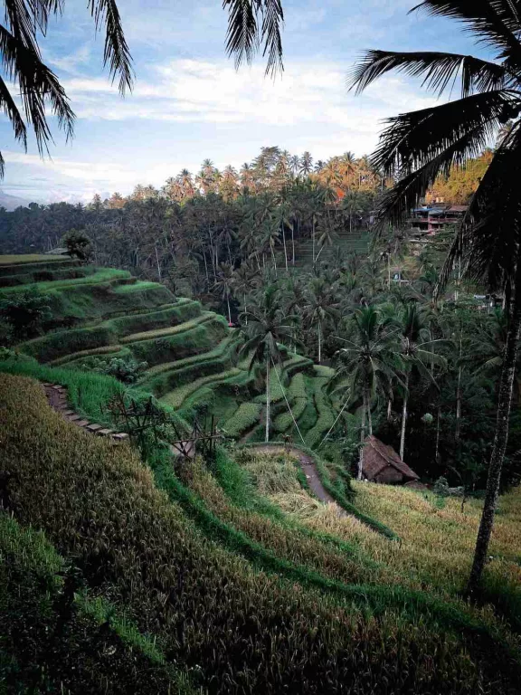 Rice Terraces