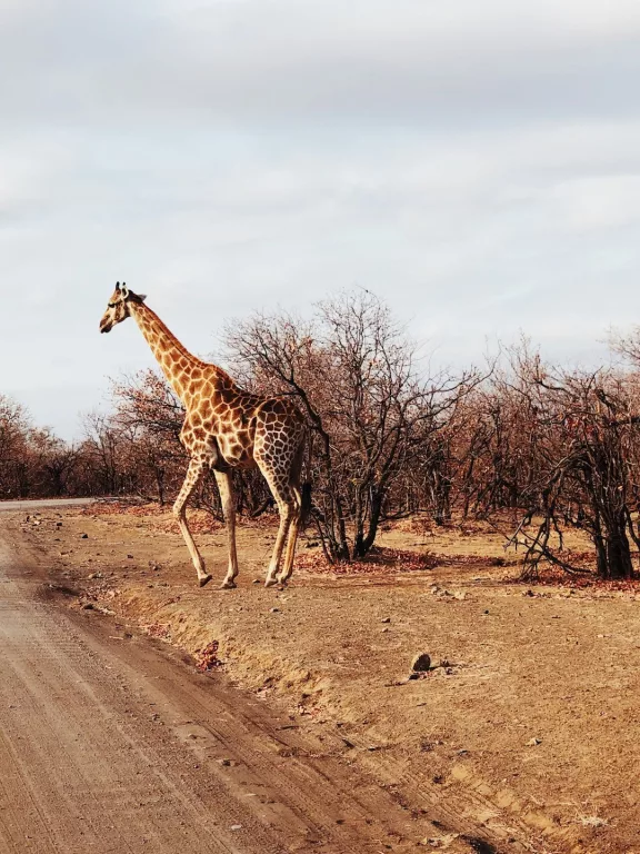 Kruger national park