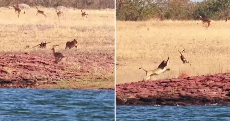 Young impala caught mid-air by pride of lions