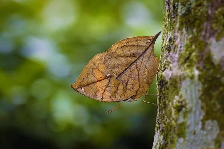 butterflies