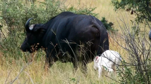 addo elephant park day trip