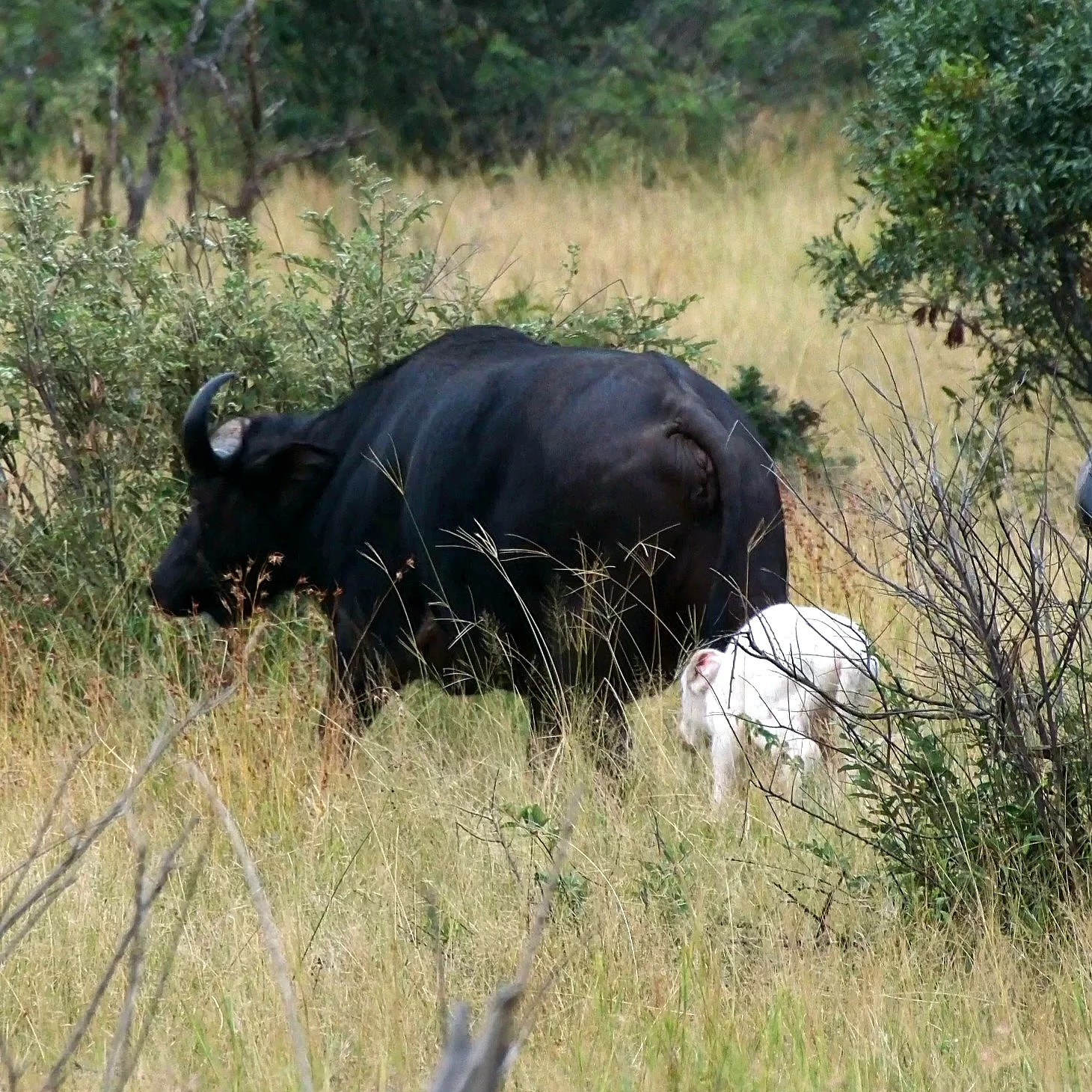 Stunning White Buffalo calf spotted in Kruger National Park