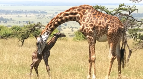 kgalagadi transfrontier park tours