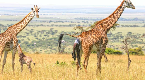 safari tourist chased by rhino