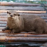 World’s smallest otter rediscovered in Nepal after 185 Years