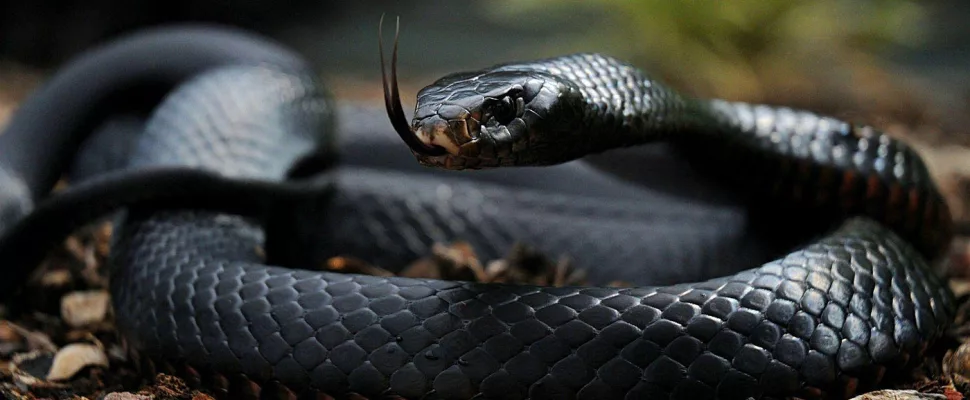 black mamba snake South Africa, snake catcher Pretoria rescue, venomous snake bite ICU, Roodeplaat Dam wildlife scene, emergency paramedics South Africa, snake removal operation SA, black mamba close up Africa, wildlife rescue team Pretoria, dangerous snakes Africa black mamba, ICU treatment snake bite patient, Getaway Magazine