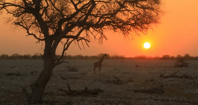 Etosha National Park Namibia landscape, Etosha Pan reflective water, elephants Etosha waterhole Namibia, Etosha safari green season, Namibia wildlife photography Etosha, lions Etosha waterhole sunset, cheetah Etosha open plains Namibia, giraffe mopane woodland Etosha, flamingos seasonal pans Etosha, Namibia safari April scenery, Etosha wildlife safari Namibia, Getaway Magazine