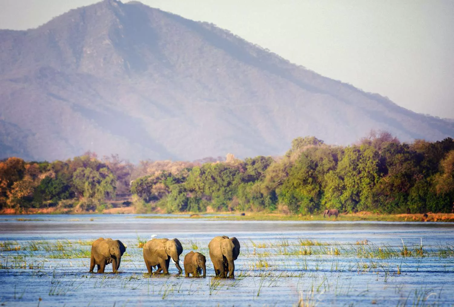 Mana Pools closed after floods cut off access to Zimbabwe’s safari park Mana Pools closed after floods cut off access to Zimbabwe’s safari park