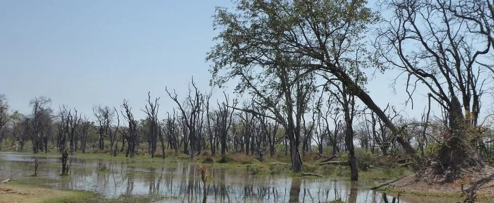 Moremi Game Reserve reopening, Botswana safari update, Okavango Delta road conditions, Moremi limited access, Third Bridge closure, Xakanaxa route Botswana, Khwai South Gate route, Botswana wildlife reserve, self drive safari Botswana, seasonal flooding Moremi, Botswana travel news, Moremi Game Reserve 2026, Getaway Magazine